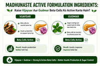 Madhunaste Active Formulation Ingredients: Kaise Vijaysar Aur Gudmar Beta Cells Ko Active Karte Hain?