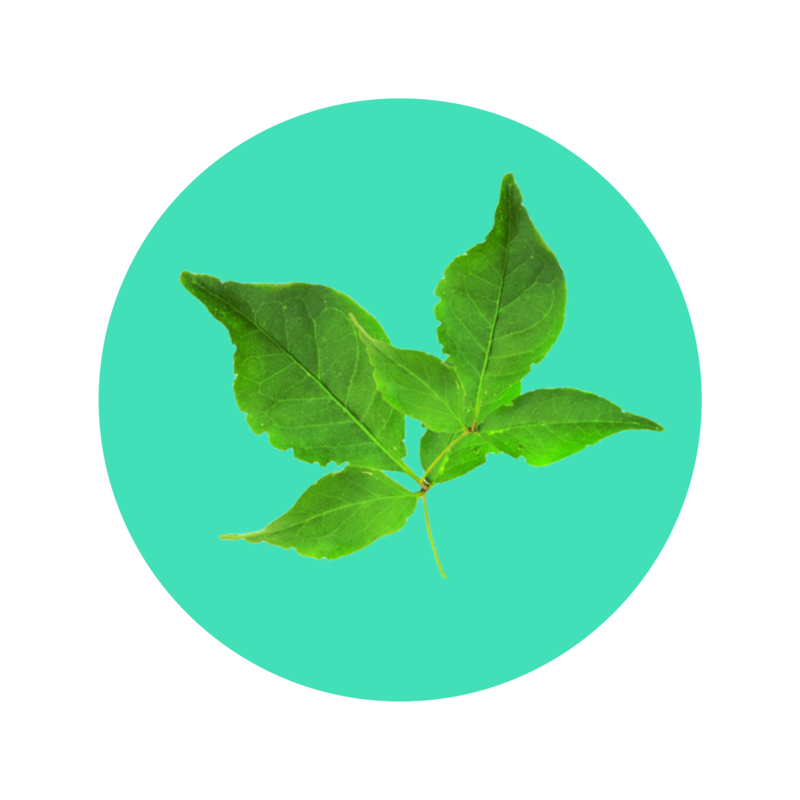 बेल के पत्ते (बेल पत्र)